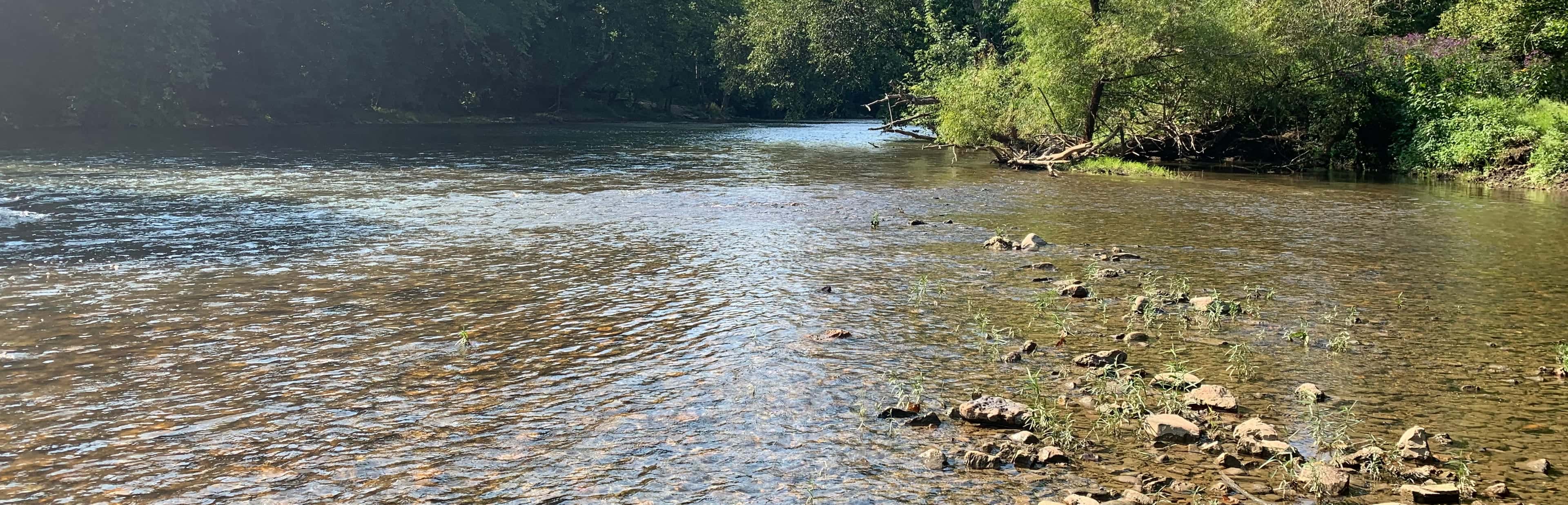 Clear shallow water running over a gravel shoal, sunlit, with heavy summer trees along both banks