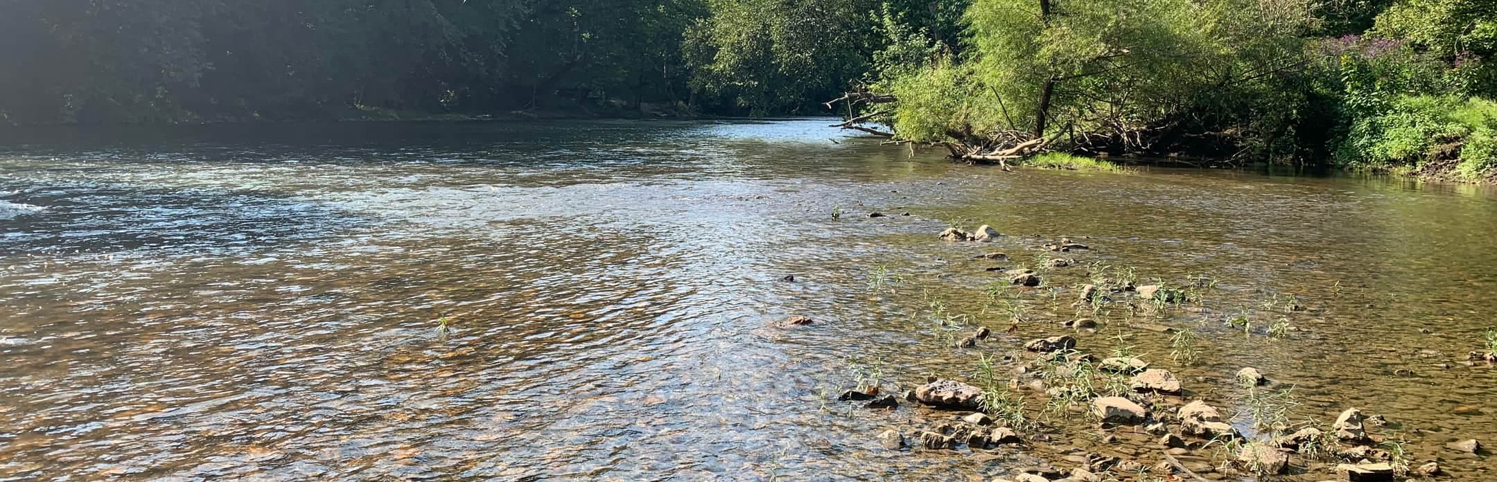 Clear shallow water running over a gravel shoal, sunlit, with heavy summer trees along both banks