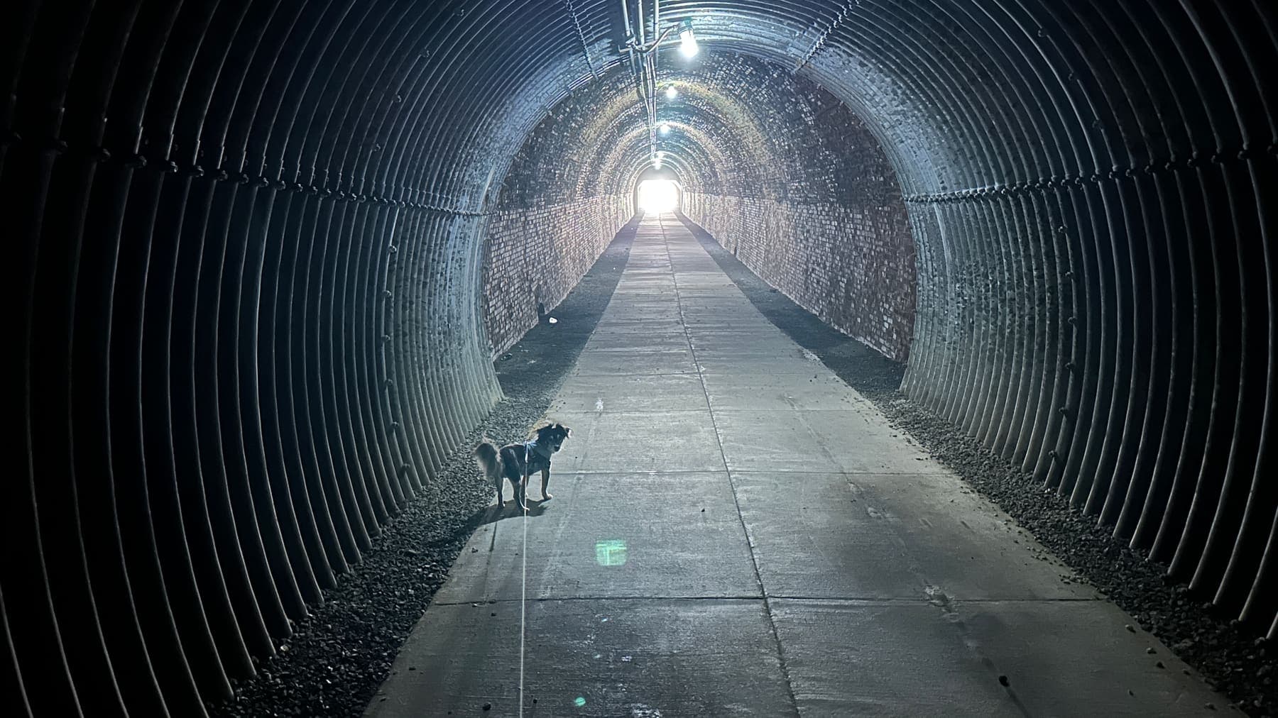 A small dog on a leash standing in a long brick-lined pedestrian tunnel, daylight showing as a bright square at the far end
